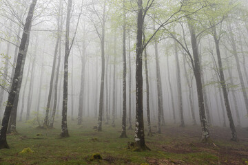 Naklejka premium The leaves begin to grow in the beech forest.