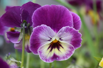 Naklejka premium close up of purple flower
