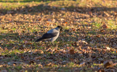 gray crow in autumn park