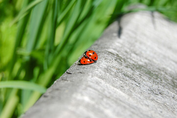 Ladybug on grass. Beautiful nature