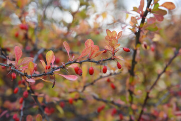 Red ripe fruits on a branch of a barberry bush on an autumn day.