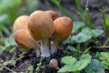 Coprinus micaceus. Mushroom growing in the grass in the garden.  Named mica cap, shiny cap, and glistening inky cap