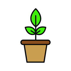 plant in a pot