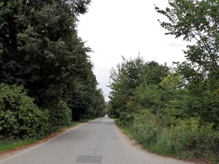 A winding road is laid in the forest