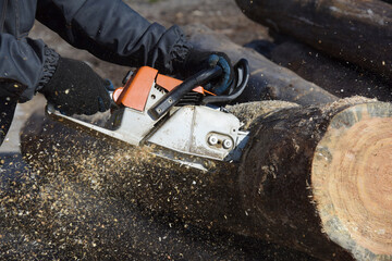 A close-up of a worker in overalls sawing a large log with a chain saw, a lot of wood shavings.