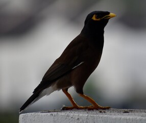 Common myna perched on a white wall