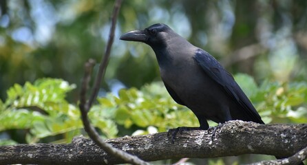 Crow resting on a branch in a tree in the jungle