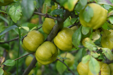 Ripe quince fruits on green branches in the summer garden.