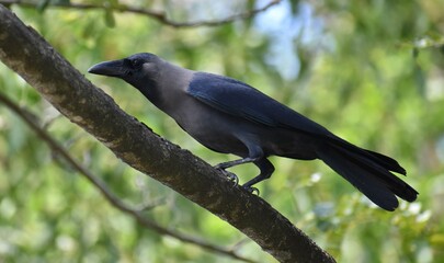 Crow perched in a tree in the forest