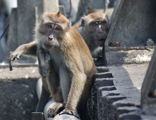 Macaque monkeys sitting on the railing of a bridge looking at the camera