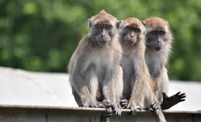 Three young macaque monkeys resting together in the jungle
