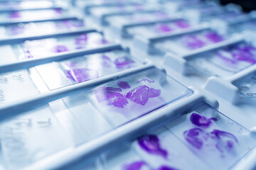 Rows of microscope glass slide in the cells