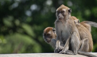 Young macaque monkeys sitting together in the jungle