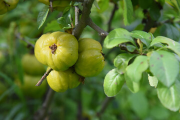 Ripening citrus fruits on green branches on a summer day, the background is blurred.