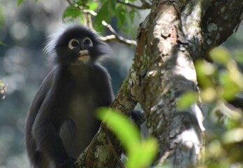 Beautiful langur monkey relaxing in a tree in the jungle