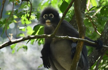 Cute langur monkey looking cautiously at something in the jungle