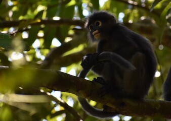 Cute langur monkey resting in a tree in the jungle