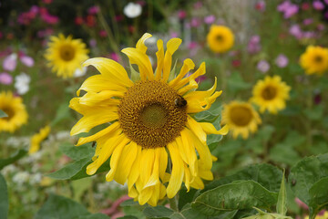 A ripe yellow sunflower on a large field on a sunny summer day.
