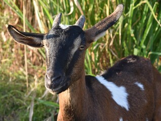 Naklejka na ściany i meble Close up of a multicoloured goat looking at the camera at a farm