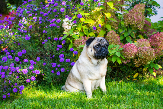 Mops w kwiatach