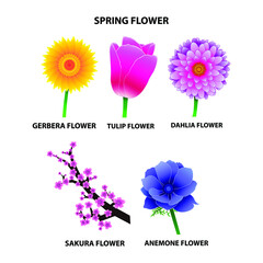 five vector spring flowers on a white background. gerbera, tulip, dahlia, anemone and sakura flower 