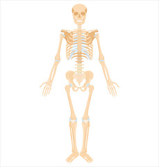 Human skeleton. Medical anatomical banner. Realistic yellow bones of limbs or skull, trunk with spine and ribs. Front view of isolated skeletal system. Vector detailed scientific educational model