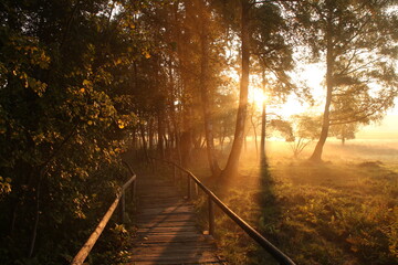 Obraz premium Schopflocher Moor Path to sunrise