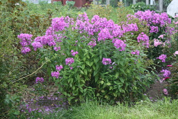 Fototapeta na wymiar flowers in the garden