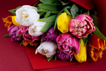 Multicolored tulips on a red background. Spring bouquet. Flowers top view. Beautiful tulip flower background. Tulips close-up.