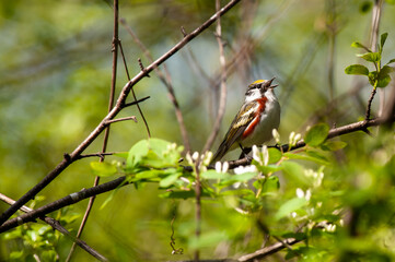 Male Chestnut-sided Warbler (Setophaga pensylvanica) singing in a tree