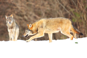 Fototapeta premium Two european wild wolfs (Canis lupus lupus) looking for the prey in the snow