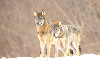 Two european wild wolfs (Canis lupus lupus) fighting for the prey in the snow.