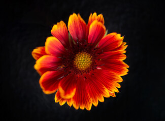 Studio shot of flower on a black background. Studio shot.