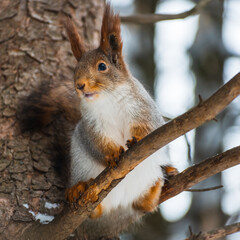 Naklejka na ściany i meble A squirrel in a gray winter coat sits on a tree. Eurasian red squirrel. Sciurus vulgaris.