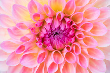 Fototapeta premium Dahlia flower