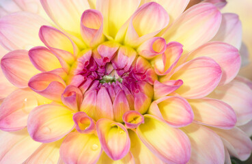 Fototapeta premium Dahlia flower