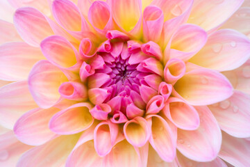 Dahlia flower