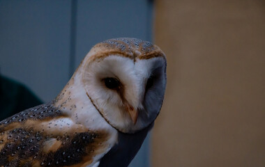 portrait small domestic barn owl looking at camera