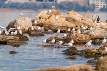 Fototapeta na wymiar seagulls are flying over blue sea