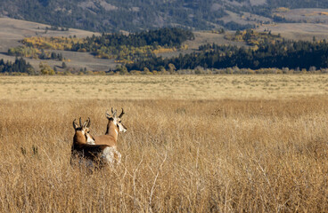 Pronghorn Antelope Bucks in Grand Teton National Park Wyoming in autumn