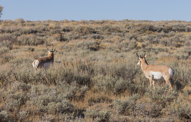 Pronghorn Antelope Bucks in Grand Teton National Park Wyoming in autumn