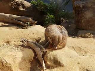 A meerkcat searchin for food