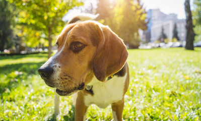 Portrait of cute beagle dog at the park.