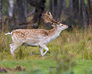 Fallow Deer Photo and Image. Close-up side profile in the forest with a blur forest background in its environment and habitat surrounding.
