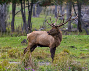 Elk Stock Photo and Image. Bull male walking in the field with a blur forest background in its environment and habitat surrounding, displaying antlers and brown coat fur.