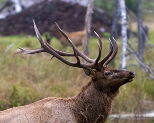 Fototapeta premium Elk Stock Photo and Image. Buck animal head shot close-up profile side view with a blur forest background in its environment and habitat surrounding. Hunting season.