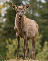 Elk Stock Photo and Image. Young animal close-up profile view looking at camera with a blur background in its environment and habitat surrounding.