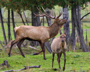 Naklejka na ściany i meble Elk Stock Photo and Image. Male walking in forest in the elk rutting season, displaying large antlers and brown colour fur coat with a cow elk present in their environment and habitat surrounding.