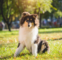 Obraz na płótnie Canvas Portrait of cute rough collie dog at the park.