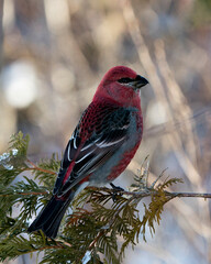 Pine Grosbeak Stock Photo. Close-up profile view, perched on cedar branch tree with a blur background in its environment and habitat displaying red feather plumage. Image. Picture. Portrait.